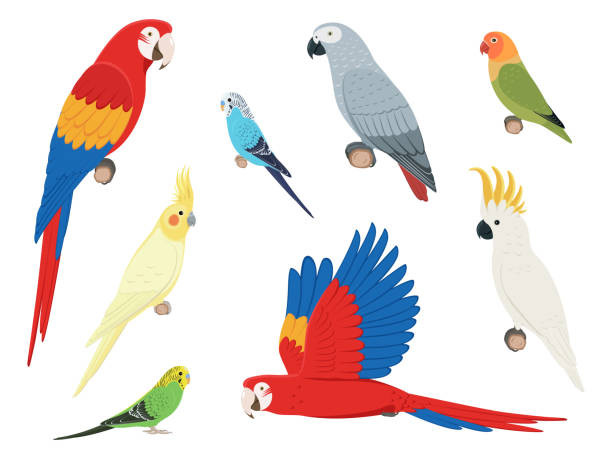ALIMENTATION OISEAUX
